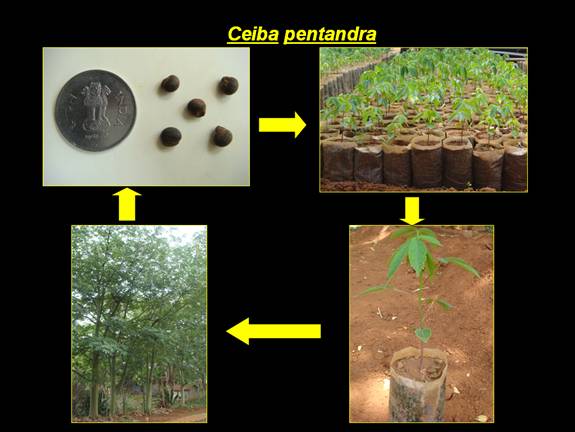 NTFP-Ceiba pendantra-1